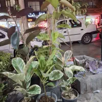 گل وگیاه طبیعی|گل و گیاه طبیعی|مشهد, هنرور|دیوار