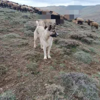 سگ س|سگ|کوثر, |دیوار