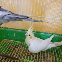 عروس هلندی|پرنده|مبارکه, |دیوار