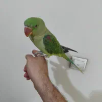 جوجه شاه طوطی ۵ماهه|پرنده|تهران, افسریه جنوبی|دیوار