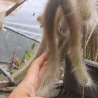 فروش کاکتوس ریز درشت درهم حراجی|گل و گیاه طبیعی|سلمانشهر, |دیوار