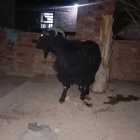 فروش بزکوهی