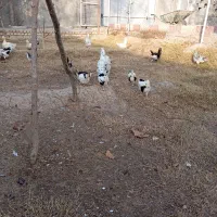 نمیچه گلین لری ۲ماه نیم سلامت فی سیصد هزار تومان