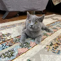 گربه اسکاتیش