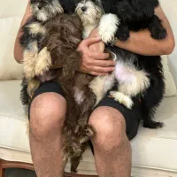 واگذاری شیتزو پودل|سگ|کرج, گوهردشت|دیوار