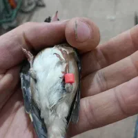 سهره ماده سهره کش