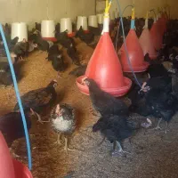 جوجه مرغ و خروس محلی|حیوانات مزرعه|زید آباد, |دیوار