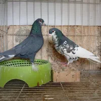 کبوتراباده|پرنده|آباده, |دیوار