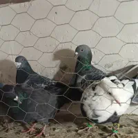 کفتر پرشی|پرنده|تاکستان, |دیوار