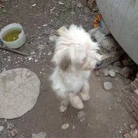 سگ معاوضه|سگ|خان ببین, |دیوار