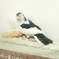 کبوتر
