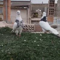 طوقی جفت نر|پرنده|گنبد کاووس, |دیوار