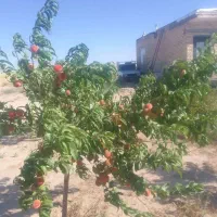 خانه 140 متری با 1000 متر زمین