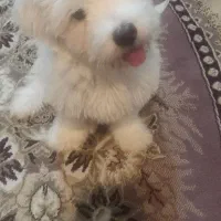 توله سگ
