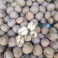 گردو تازه امسالی