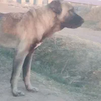 سگ سرابی اصیل|سگ|مهربان, |دیوار