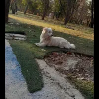 واگذاری سگ آشپیتز پامر نر آموزش دیده