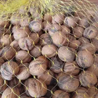 گردو بومی سامان درجه ۱