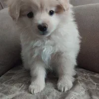 سگ اشپیتز پامر