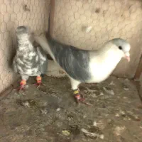 کفتر ساده مگسی|پرنده|مشهد, امیرآباد|دیوار