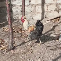 تعدادی خروس خاص و تک|حیوانات مزرعه|زنجان, |دیوار