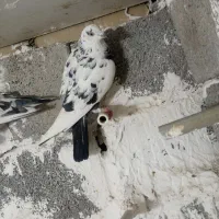 دو جفت کفتر فروشی روی هم|پرنده|جیرفت, |دیوار