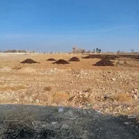 فروش کود گاوی شیری