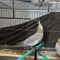 عروس هلندی خونگی