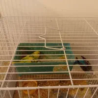 قفس پرنده مرغ عشق عروس و..|لوازم جانبی حیوانات|مشهد, کوشش|دیوار