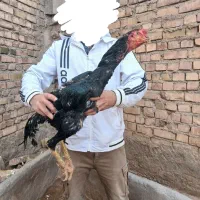 خروس اوشامو مشکی یه تیق