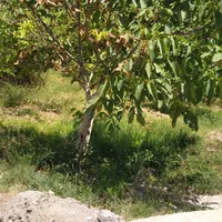 باغ،باانشعابات اسکو|فروش خانه و ویلا|اسکو, |دیوار