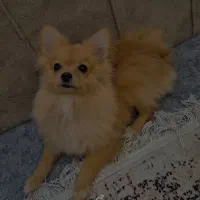 سگ پامر روباهی پرتقالی