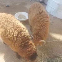 دو عدد بره چاق درجه یک تمیز|حیوانات مزرعه|کارون, |دیوار