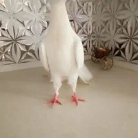 کفتر گرفتنی و...|پرنده|قم, باغ شازده|دیوار