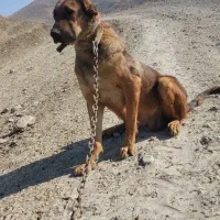 سگ ماده|سگ|صوفیان, |دیوار