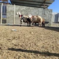 قوچ افشار پلنگی جوان .بابزغاله و بره شیری