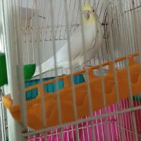 طوطی|پرنده|فومن, |دیوار