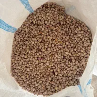 لوبیا چینی عمده|عمدهفروشی|ساری, |دیوار