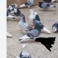 کفتر پرش سنگین