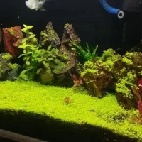 آکواریوم پلنت زیبا