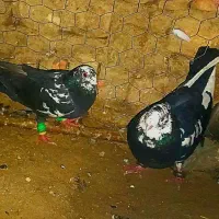 کفتر