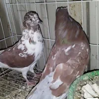 همه پرنده ها پامیل وبازی|پرنده|بندر ماهشهر, |دیوار