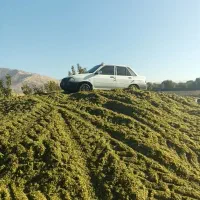 پراید|خودرو سواری و وانت|مریوان, |دیوار