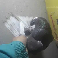 کبوتر پرشی غریب|پرنده|کوهدشت, |دیوار