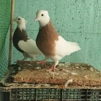 طوقی کرمانشاه|پرنده|رامیان, |دیوار