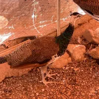 طاووس نر  وتخم طاووس