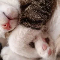 واگذاری گربه|گربه|شاهینشهر, شهرک امام علی|دیوار