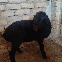 بره.میش.بزغاله