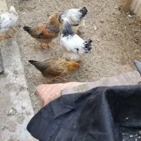 مرغ|حیوانات مزرعه|کرج, عظیمیه|دیوار