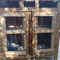 قفس چوبی و درب کبوتر|لوازم جانبی حیوانات|برازجان, |دیوار